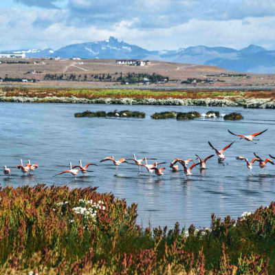 Buenos Aires - El Calafate