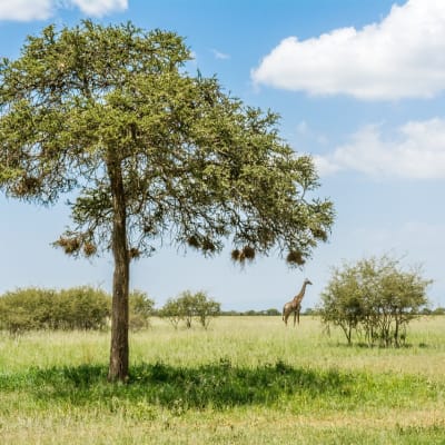 Arusha, Parc National de Tarangire