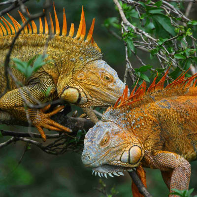 Arrivée au Costa Rica