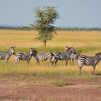 Parc national du Serengeti