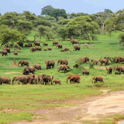 Le Parc national de Tarangire