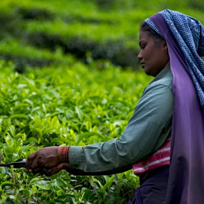 De Cochin vers Munnar - 126 km