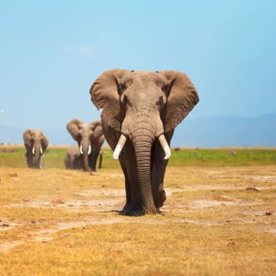 Lac Naivasha - Amboseli (5h30 de route hors pauses)