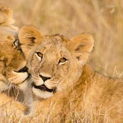 Parc national de Chobe