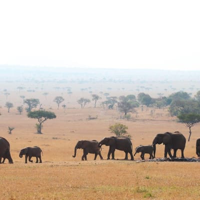 Découvrez le parc national du Tarangire