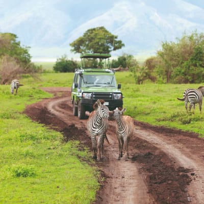 Serengeti au Ngorongoro