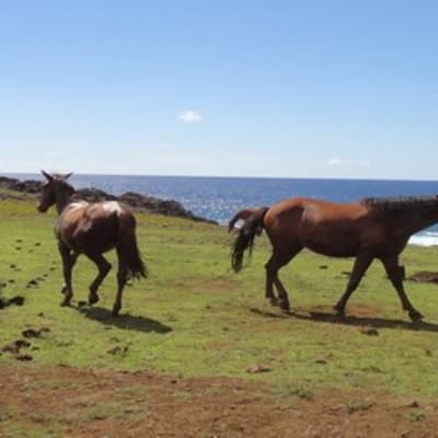Les 7 explorateurs & Astronomie rapa nui