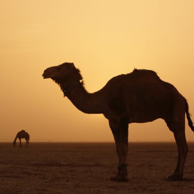 SIDI NAJI --- Bousnaina ----- ERG ZAHAR (Les dunes Hurlant) (4h de marche)