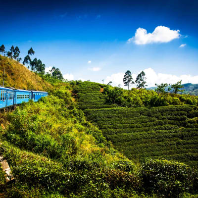 De Kandy à Nuwara Eliya