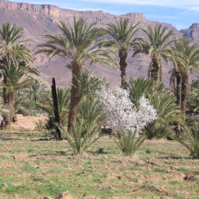 Vallée du Drâa (suite) et Vallée aux 45 kasbahs