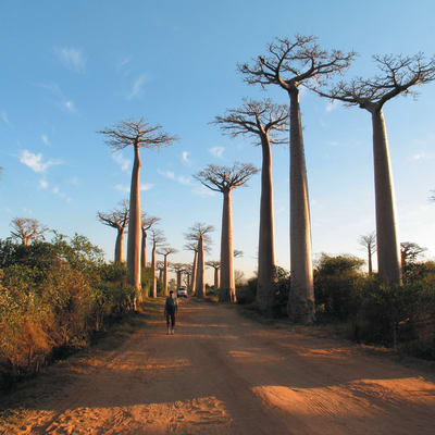 Antananarivo - Morondava - Kirindy