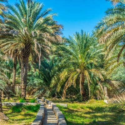 Safari matinal dans le désert de Liwa et transfert à l'oasis d'Al Ain.
