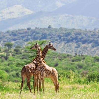 Arusha - Parc National de Tarangire