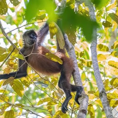 La petite Amazonie du Costa Rica