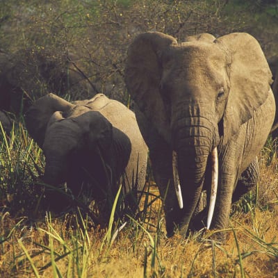 Du lac Manyara au parc national du Serengeti