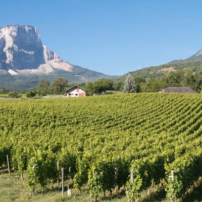 VIGNOBLES DE JONGIEUX
