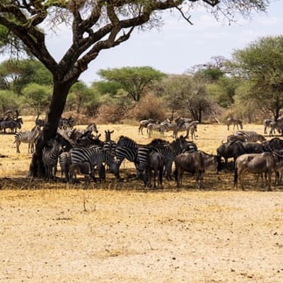 Serengeti National Park