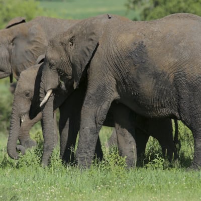Parc national du Tarangire