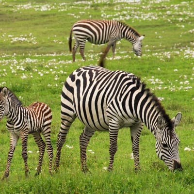 Journée complète d'observation des animaux dans le Serengeti