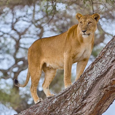 Parc national de Tarangire