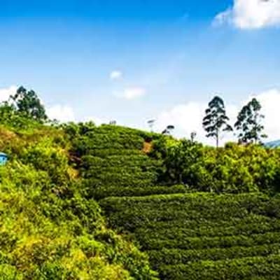 Excursion à Nuwara Eliya