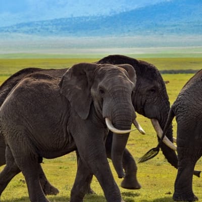 Ngorongoro Crater
