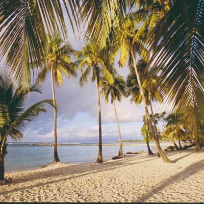 Coquillages et crustacés en Grande Terre