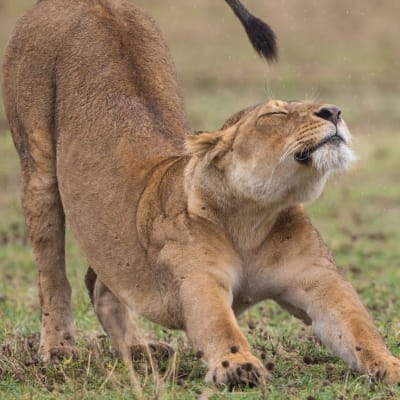 Safari matinale au Tarangire, puis une visite culturelle
