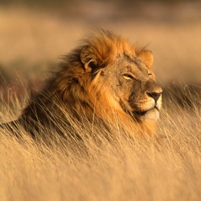 Waterberg Plateau - Otjiwarongo - Etosha Park