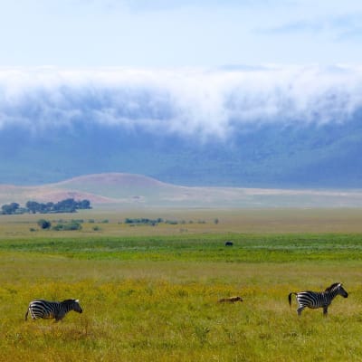 Hauts plateaux du Ngorongoro-Parc national du Serengeti