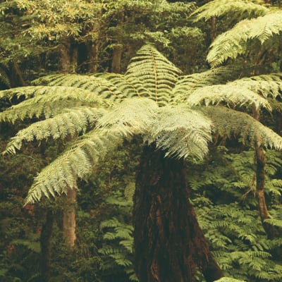 Samaipata, forêt de fougères géantes, parc Amboro et refuge des volcans