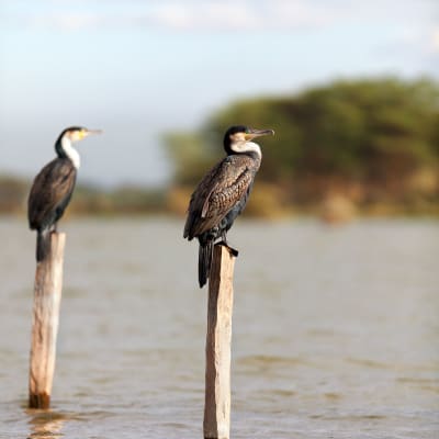 Masai Mara - Lac Naivasha (5h30 de route hors pauses)
