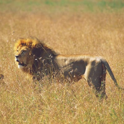Serengeti National Park