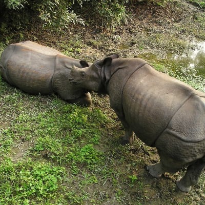 Katmandou-Chitwan (environ 5 heures de route)