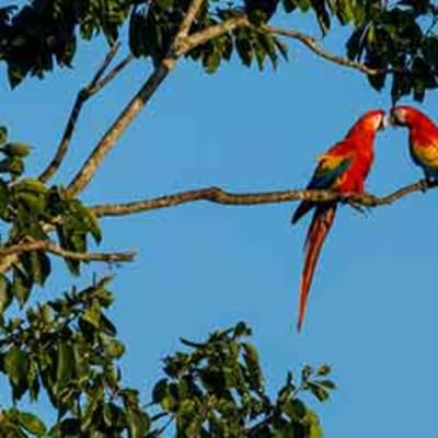San José - vol vers Tortuguero et visites des canaux