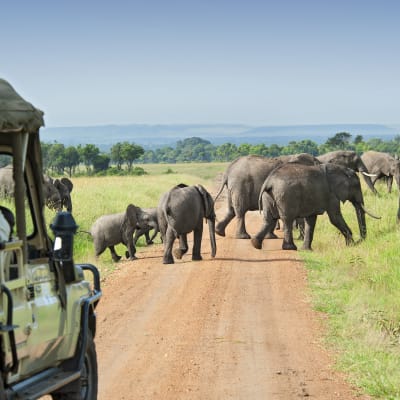 Réserve de chasse du Masai Mara