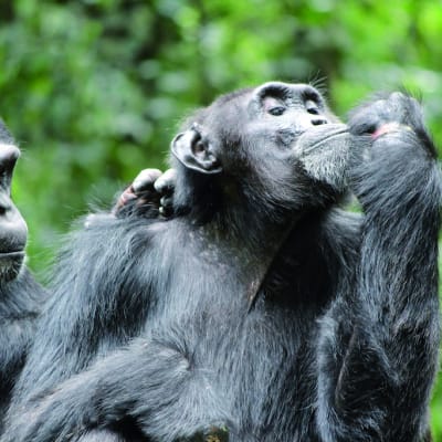 Transfert vers le parc national de Kibale