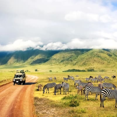 Serengeti National Park Gam Drive