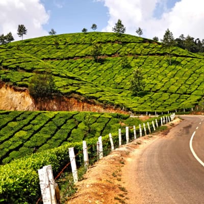 Visite de Munnar