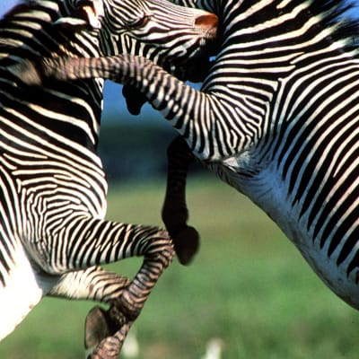 Samburu Game Reserve - Buffalo Springs Game Reserves