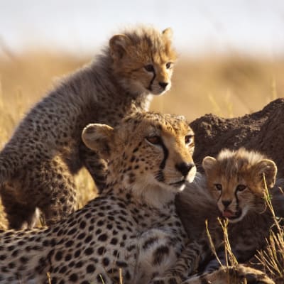 Nairobi et départ immédiat vers Masai Mara