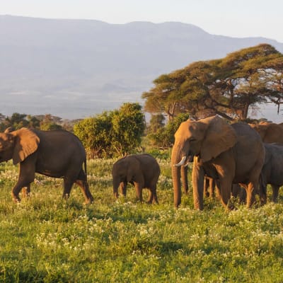 Parc National Amboseli
