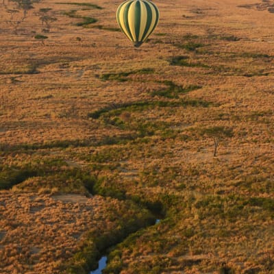 Action finale au Serengeti - Ngorongoro