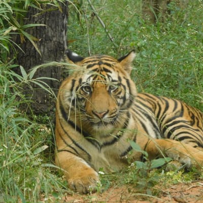New Delhi – Jabalpur – Bandhavgarh (Vol + 200 km / 4 heures de route)