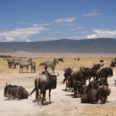 Parc national du Serengeti central