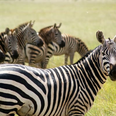 Masai Mara