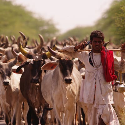 Delhi - Nawalgarh