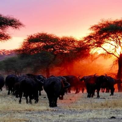 Arusha - Parc National du Tarangiré