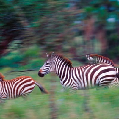 Parc national du lac Manyara