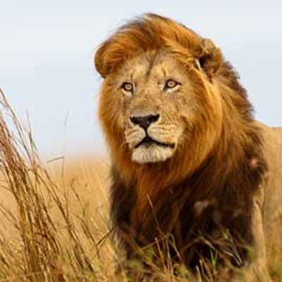 Safari et découverte des célèbres plaines du Masai Mara.